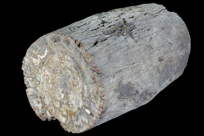 Lbs Petrified Wood (Araucaria) Log With Polished End - Madagascar #81408